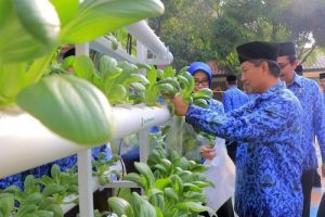 Sekda Kota Tangerang Herman Suwarman dan sejumlah OPD panen sayuran Pak Choi di halaman Puspem Kota Tangerang.