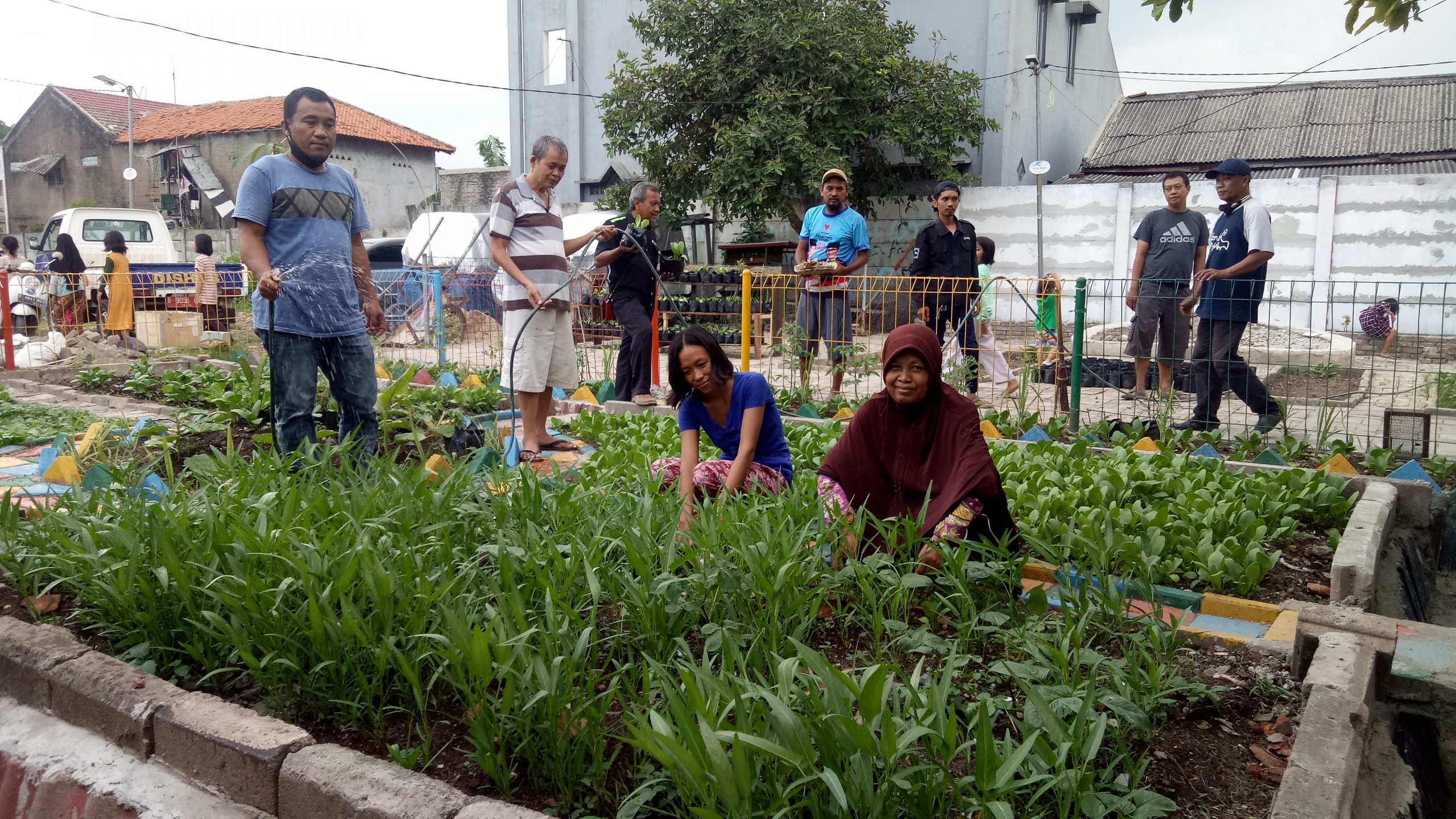 Sayur Mayur KWT RW 03 Koang Jaya Siap Panen 