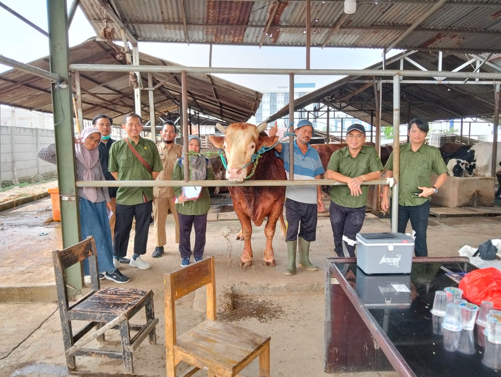 Muhamad Roji Senang Sapinya Dibeli Presiden Prabowo untuk Sapi Kurban
